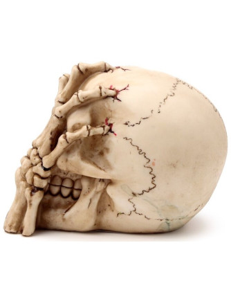 Calavera con Garra Esqueleto 2